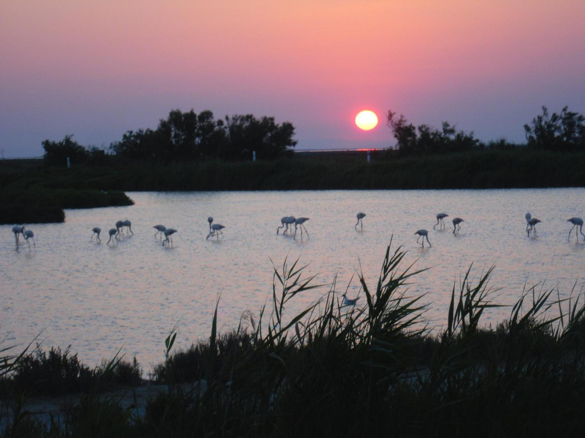 Chambre Les Flamants, Avec Vue Imprenable Sur Les Etangs, Les Oiseaux, La Nature, Petit Dejeuner Compris Saintes-Maries-de-la-Mer Eksteriør billede
